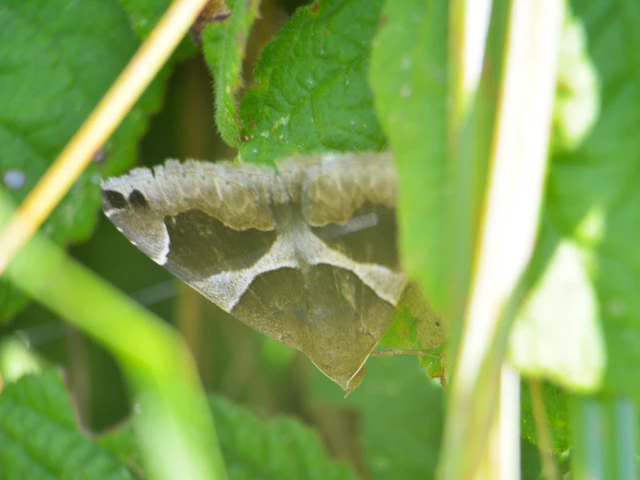 Dysgonia algira - déli porcelánbagoly