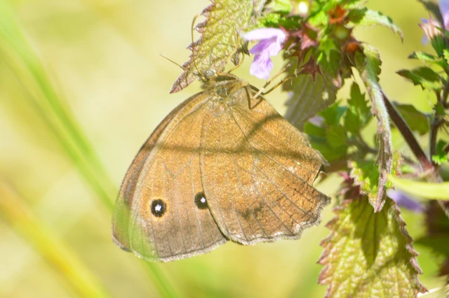 Minois dryas - fekete szemeslepke