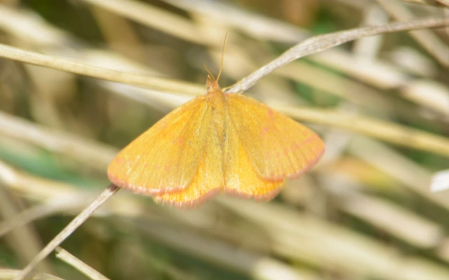 Lythria purpuraria - bíborsávos araszoló