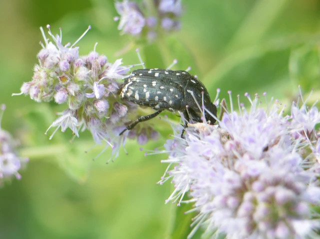 Oxythyrea funesta - sokpettyes virágbogár
