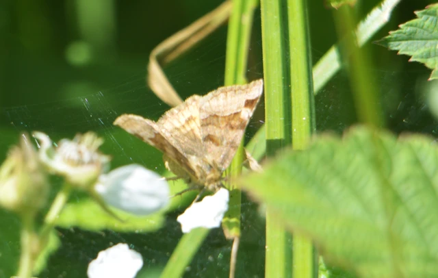 Euclidia glyphica - közönséges nappalibagoly