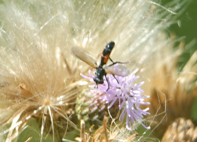 Cylindromyia