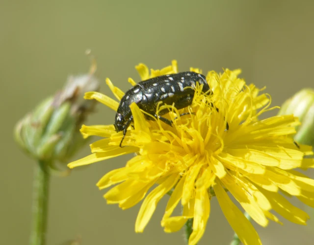 Oxythyrea funesta - sokpettyes virágbogár