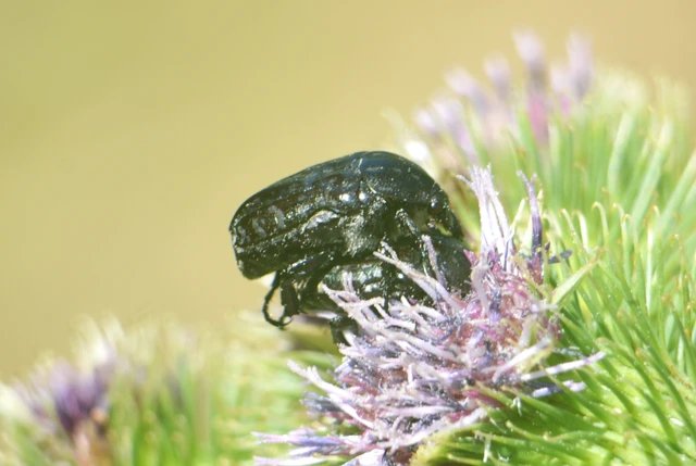 Oxythyrea funesta - sokpettyes virágbogár
