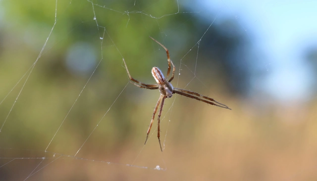 Argiope lobata - karéjos keresztespók
