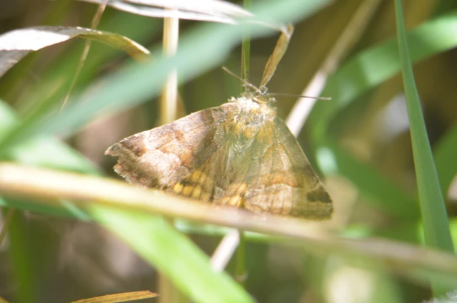 Euclidia glyphica - közönséges nappalibagoly