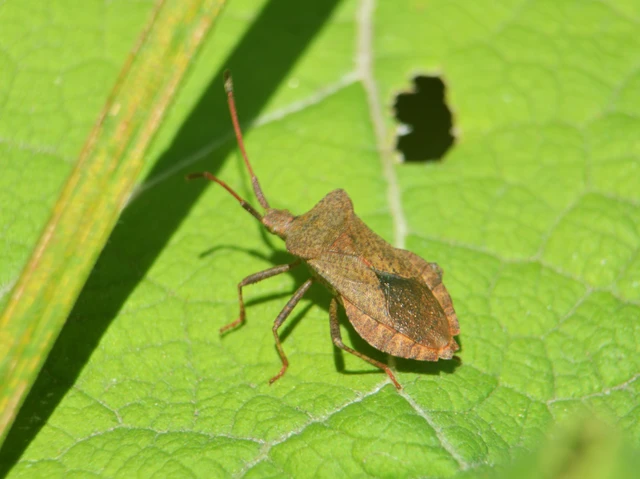 Coreus marginatus - közönséges karimáspoloska