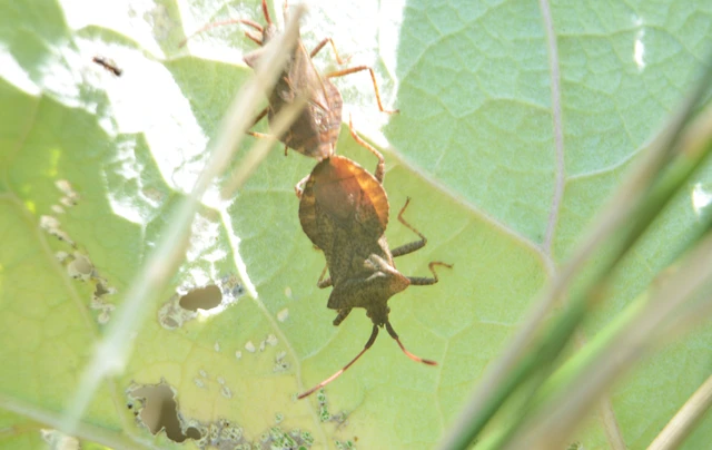 Coreus marginatus - közönséges karimáspoloska