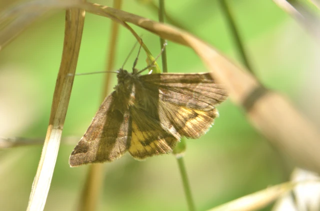 Euclidia glyphica - közönséges nappalibagoly