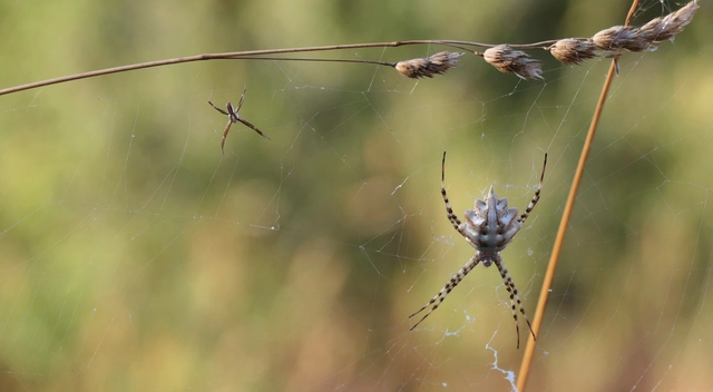 Argiope lobata - karéjos keresztespók