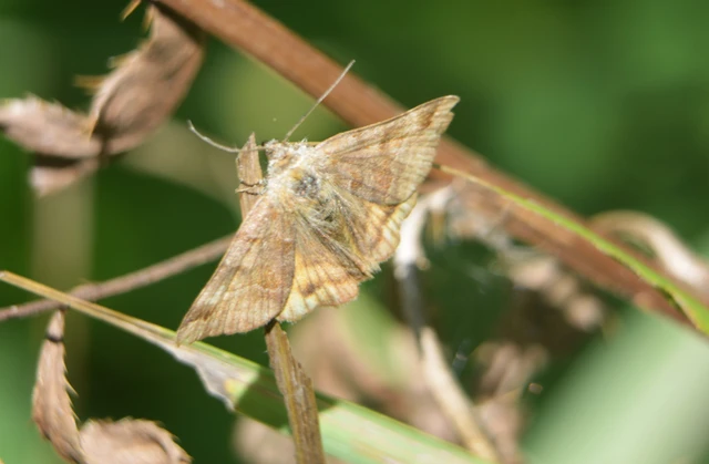 Euclidia glyphica - közönséges nappalibagoly