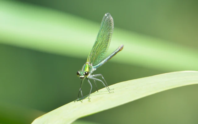 Calopteryx splendens - sávos szitakötő