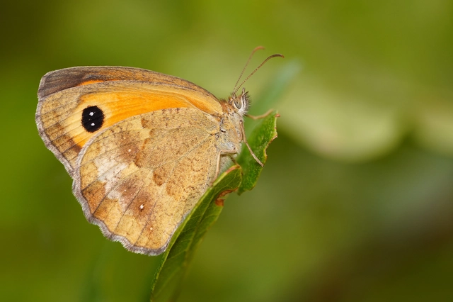 Pyronia tithonus - kis ökörszemlepke