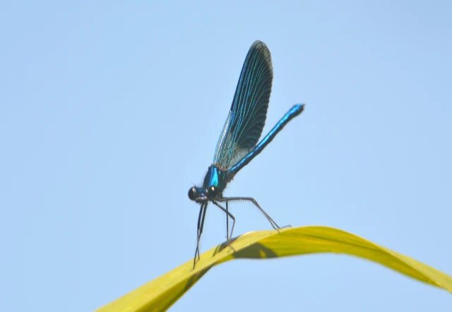 Calopteryx splendens - sávos szitakötő
