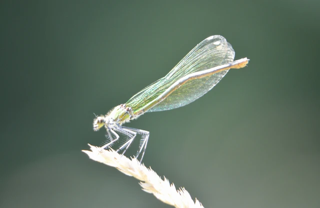 Calopteryx splendens - sávos szitakötő