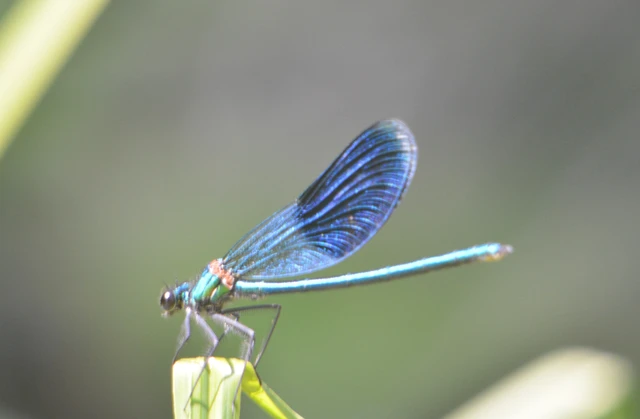 Calopteryx splendens - sávos szitakötő
