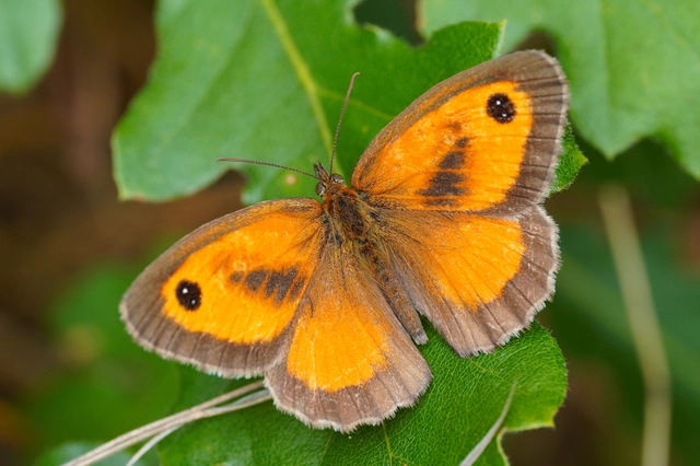 Pyronia tithonus - kis ökörszemlepke