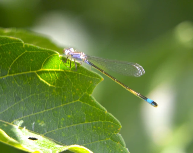 Ischnura elegans pontica - kéköves légivadász
