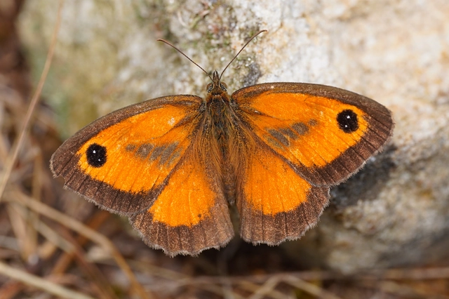 Pyronia tithonus - kis ökörszemlepke