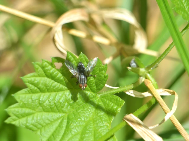 Sarcophagidae - húslégyfélék