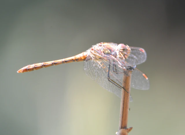 Sympetrum striolatum - harántsávos katona-szitakötő