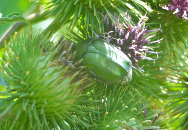Protaetia