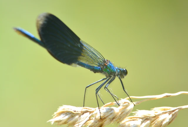 Calopteryx splendens - sávos szitakötő