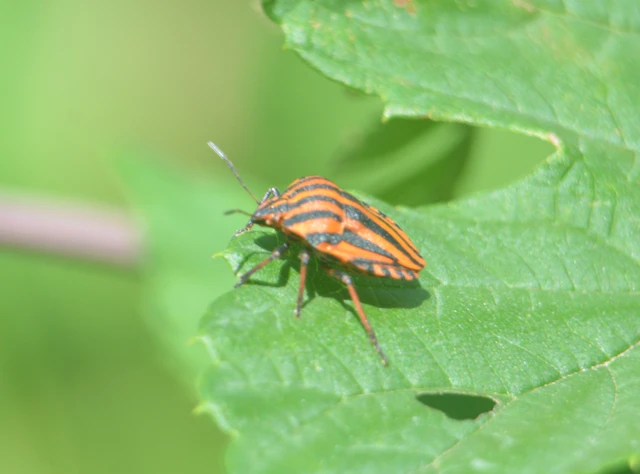 Graphosoma italicum - csíkos pajzsospoloska