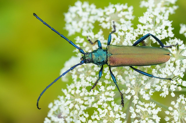 Aromia moschata - pézsmacincér