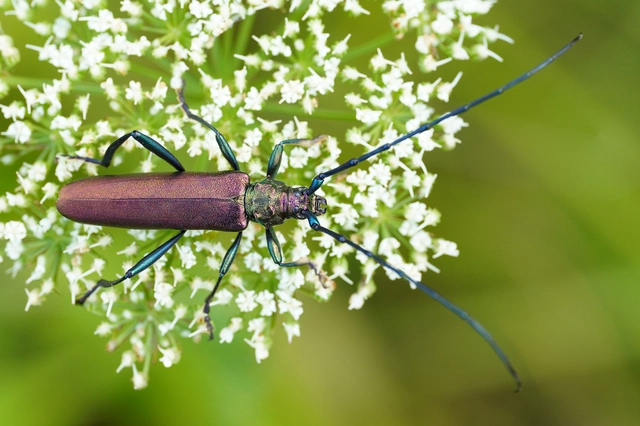Aromia moschata - pézsmacincér