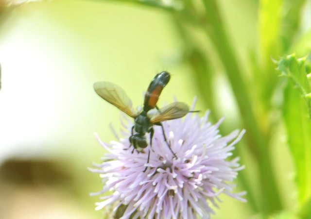 Cylindromyia