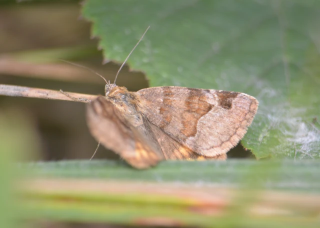 Euclidia glyphica - közönséges nappalibagoly