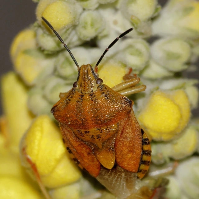 Carpocoris Carpocoris