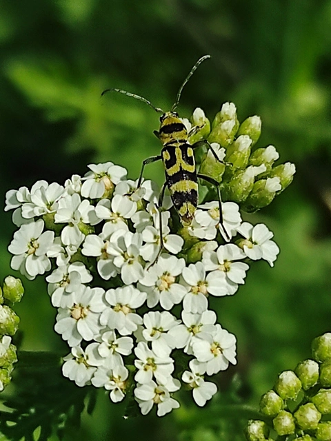 Chlorophorus varius - díszes darázscincér Chlorophorus varius - díszes darázscincér