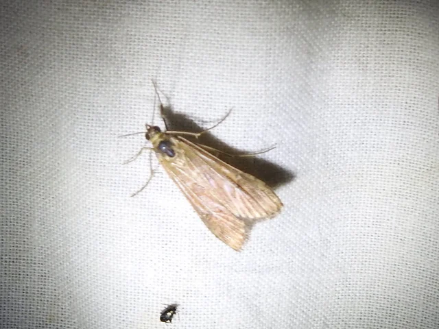 Nomophila noctuella - közönséges vándormoly