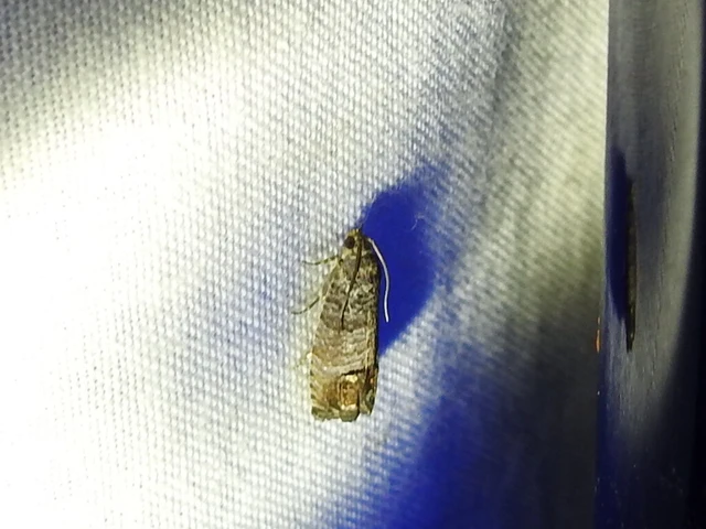 Cydia pomonella - almamoly