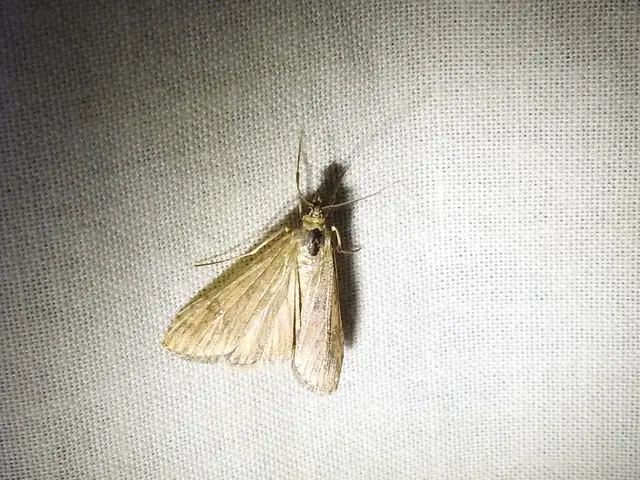 Nomophila noctuella - közönséges vándormoly
