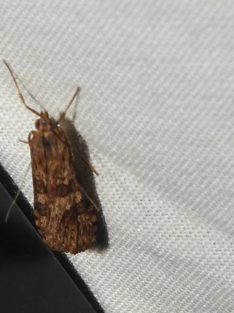 Nomophila noctuella - közönséges vándormoly