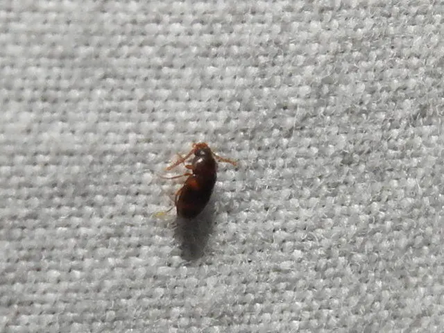 Alphitophagus bifasciatus - alomlakó gyászbogár
