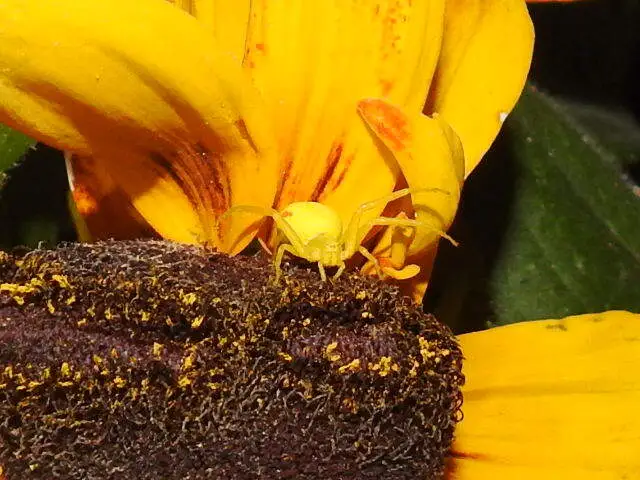 Misumena vatia - viráglakó karolópók