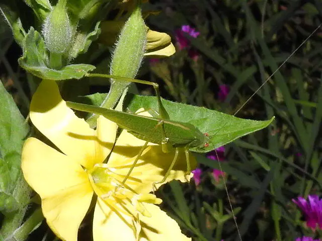 Phaneroptera
