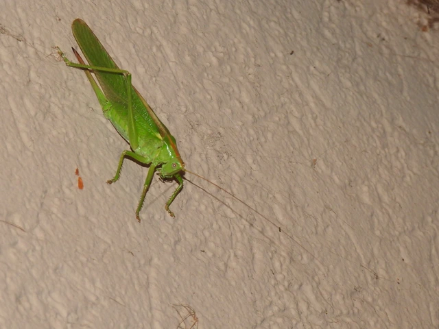 Tettigonia viridissima - zöld lombszöcske