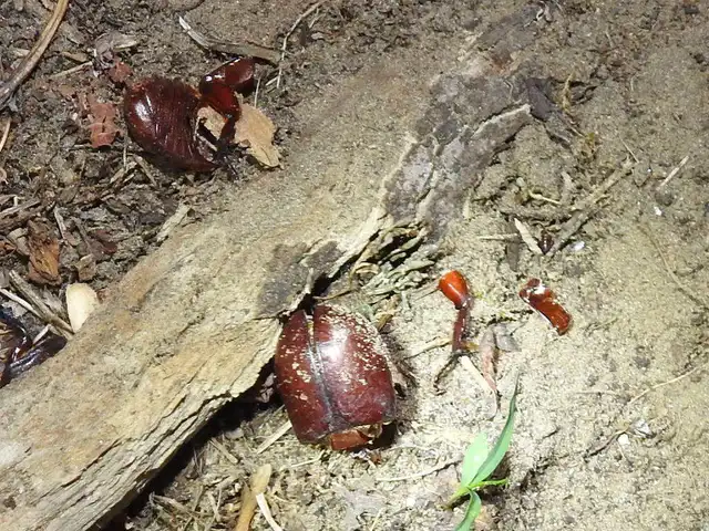 Oryctes nasicornis - orrszarvú bogár