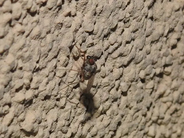 Dolichopodidae - szúnyoglábú legyek
