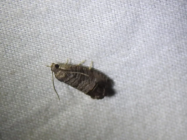 Cydia pomonella/pyrivora