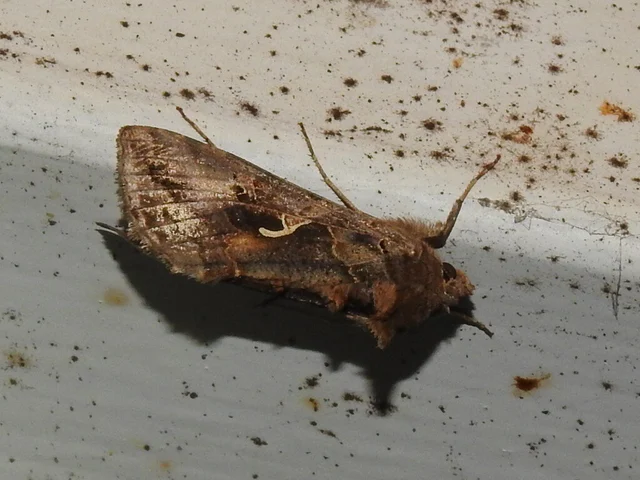 gammalepke - Autographa gamma