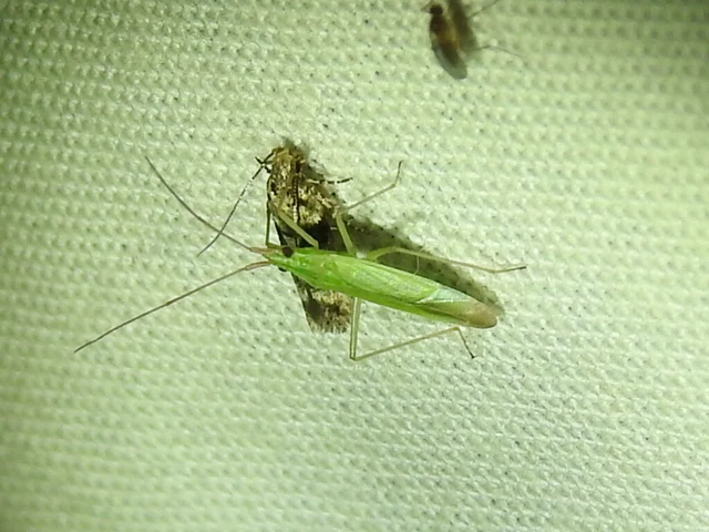 Trigonotylus