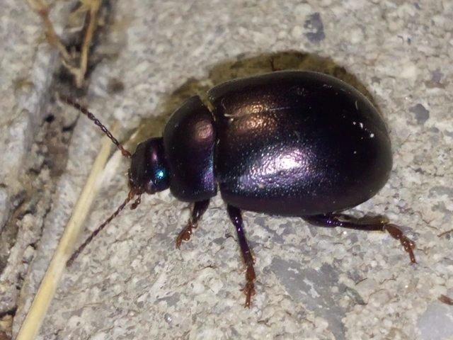 Chrysolina sturmi - vöröslábú levelész