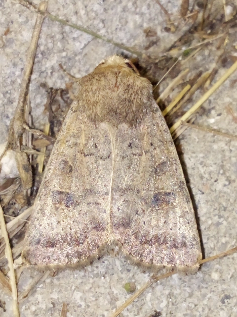 Hoplodrina octogenaria - barna selymesbagoly