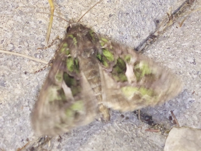 Trachea atriplicis - nyári zöldbagoly
